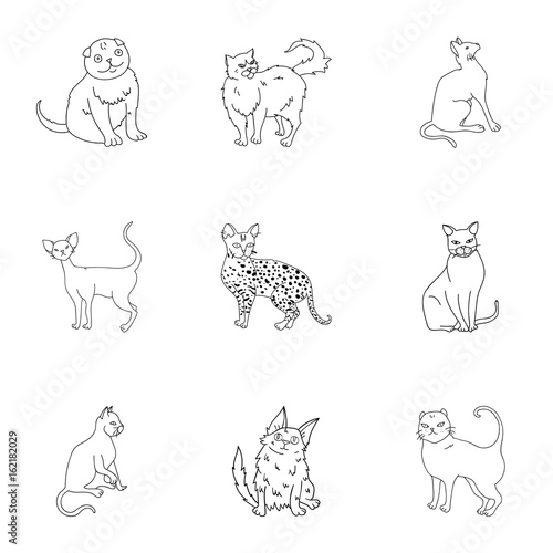 Collection of cats in one picture. Different cats in one picture. Cat breeds icon in set collection on outline style vector symbol stock illustration.