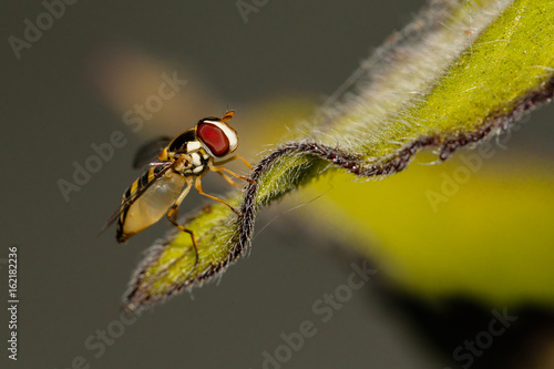 Tiny red eye fly on green leave