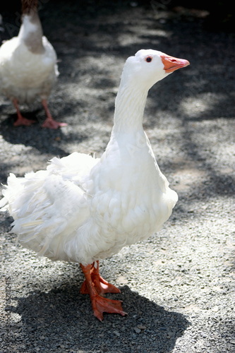 White Goose