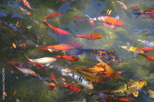 Fish in a pond © Vijay
