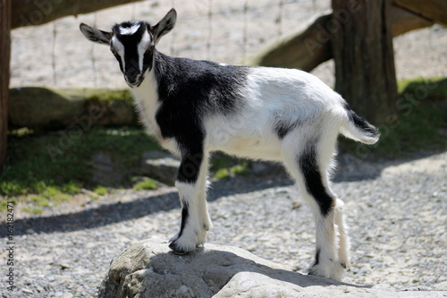 Black & White Kid Goat