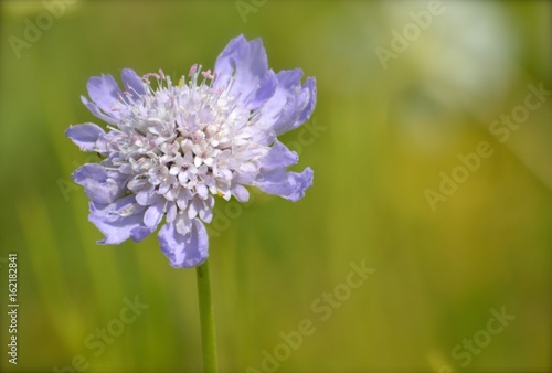 Pretty Purple Bloom