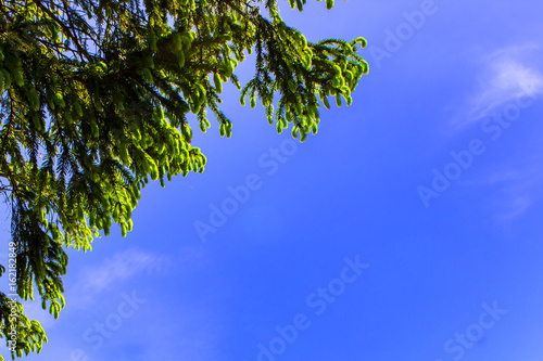 Green spruce on a blue sky background, space for text
