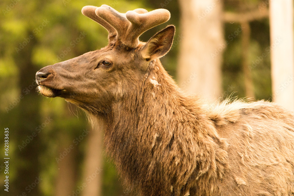 Fototapeta premium Elk Bull