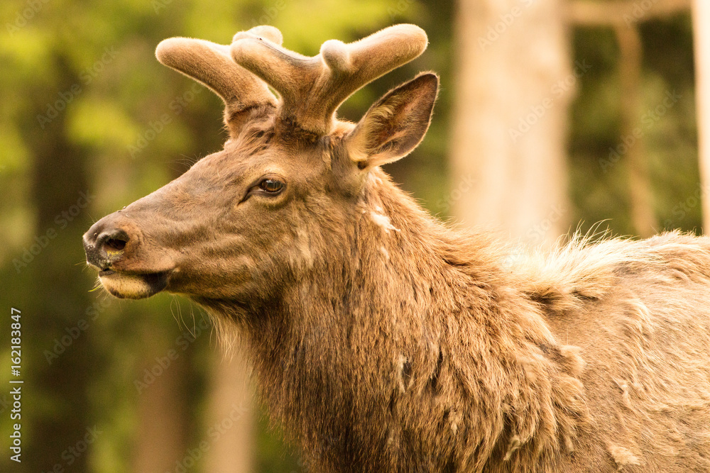 Elk Bull Elk Bull