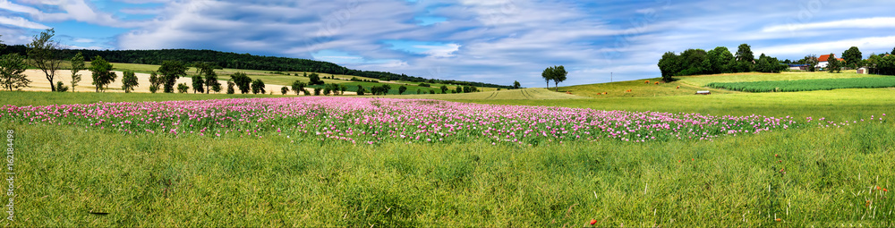 Panorama einer Landschaft mit Mohn und Rapsfeldern Panorama einer Landschaft mit Mohn und Rapsfeldern