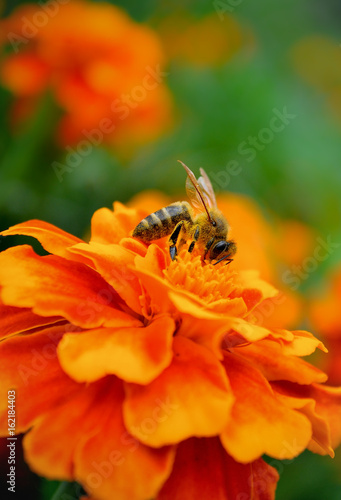 honeybee on a flower
