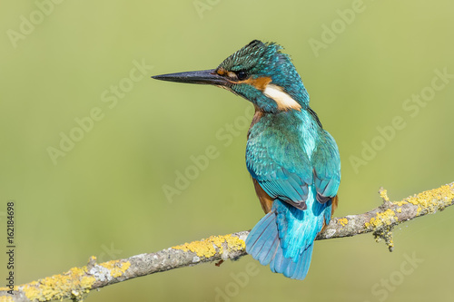 kingfishr © fsanchex