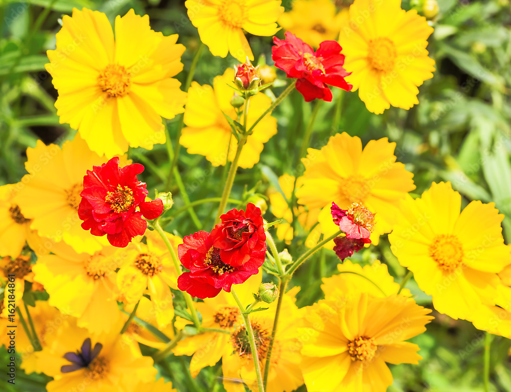 Bright flowers of avens and coreopsis, close-up