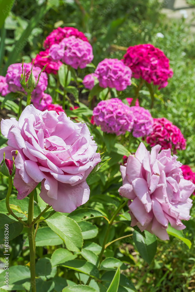 Pink roses on a background of flowering sweet-william, close-up Pink roses on a background of flowering sweet-william, close-up