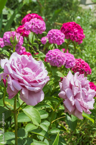 Pink roses on a background of flowering sweet-william  close-up