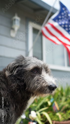 Dog and American flag