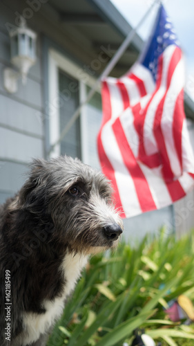 Dog stands in front of house with American Flag