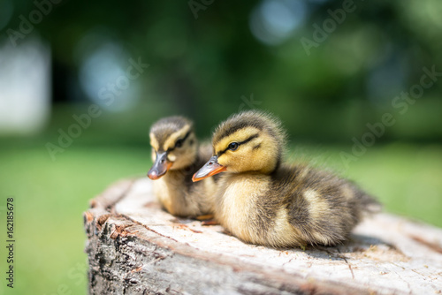 Tableau sur toile Cute little mallard ducklings (Anas platyrhynchos) resting on tree stump in natu