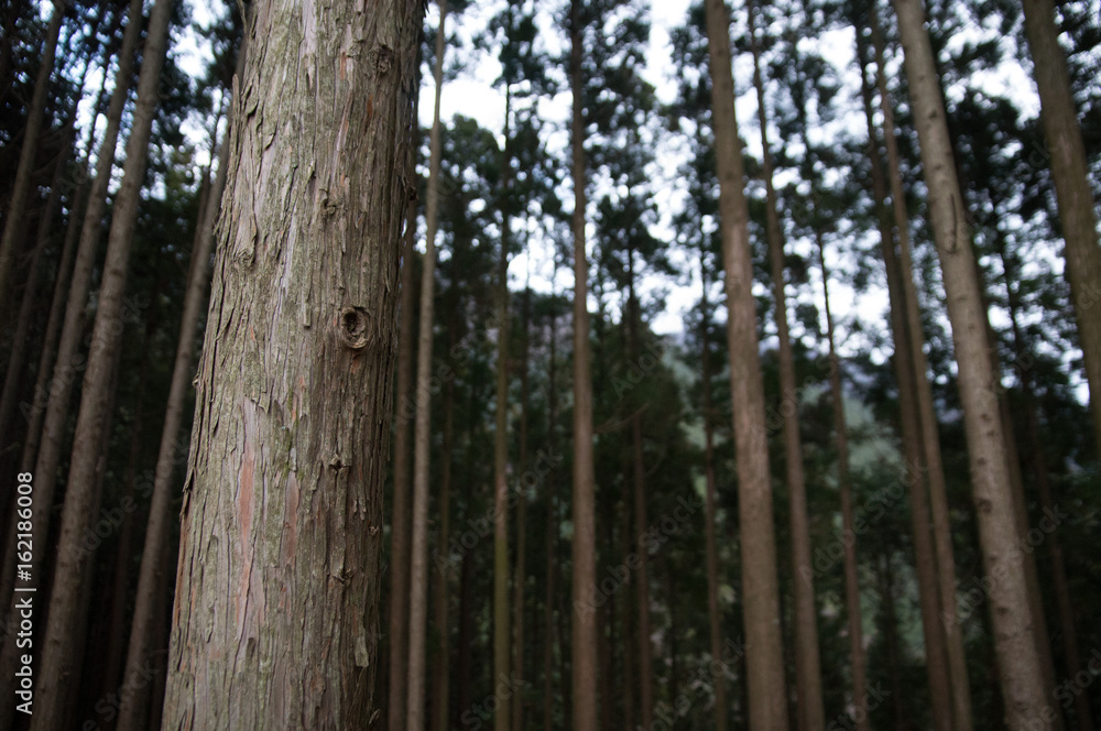 Fototapeta premium 檜林