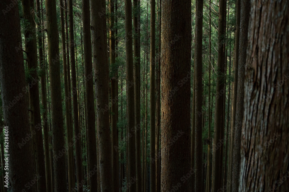 Fototapeta premium 杉林