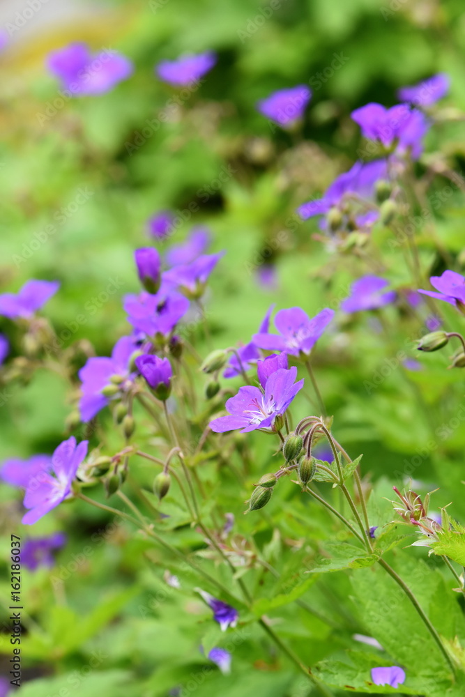 Woodland geranium Geranium sylvaticum flowering Woodland geranium Geranium sylvaticum flowering