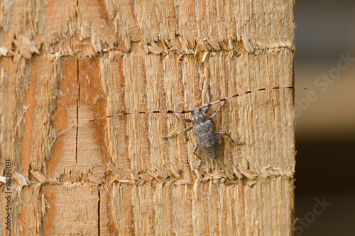 Female of a great capricorn beetle sitting on the oak bark. An endangered European species on a horizontal close up picture in its natural habitat.