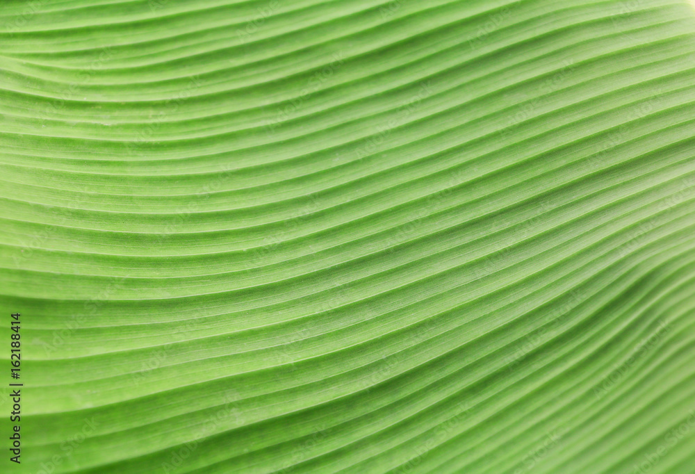 banana leaf texture for background in nature select focus with shallow depth of field banana leaf texture for background in nature select focus with shallow depth of field