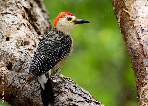 yucatán woodpecker (Melanerpes pygmaeus)