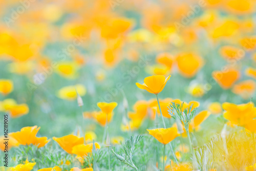 ハナビシソウの花畑