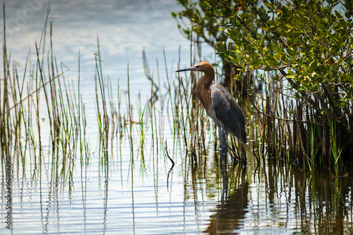 Reddish Egret