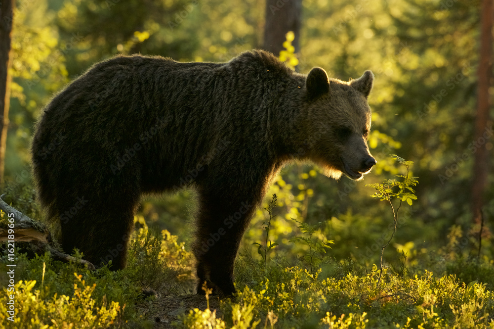 Fototapeta premium European Brown Bear (Ursus arctos) in Boreal forest, Taiga, Finland