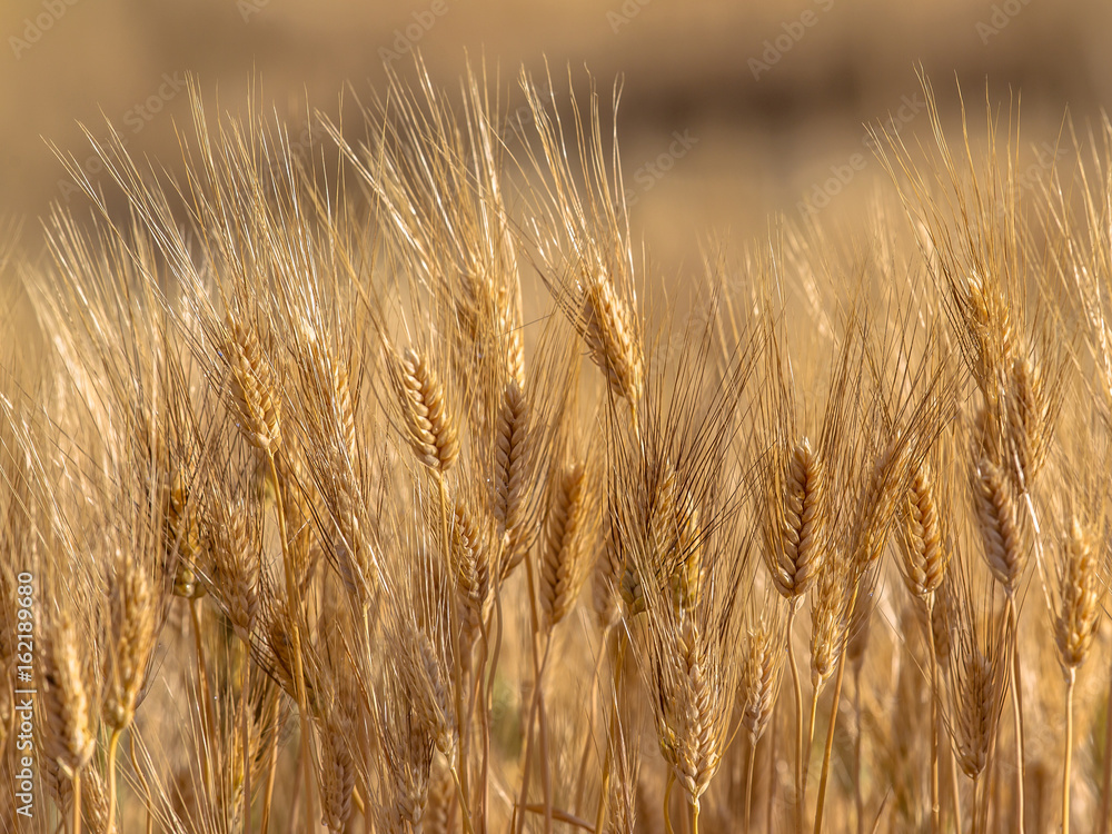 Fototapeta premium Field of Barley on sunny day
