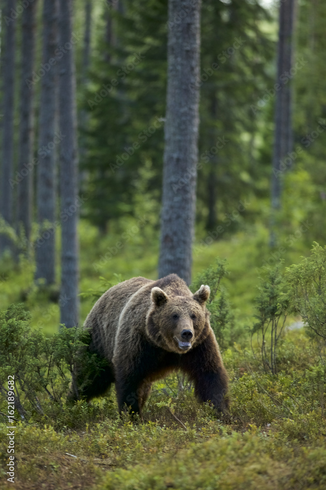 European Brown Bear (Ursus arctos) in Boreal forest, Taiga, Finland European Brown Bear (Ursus arctos) in Boreal forest, Taiga, Finland