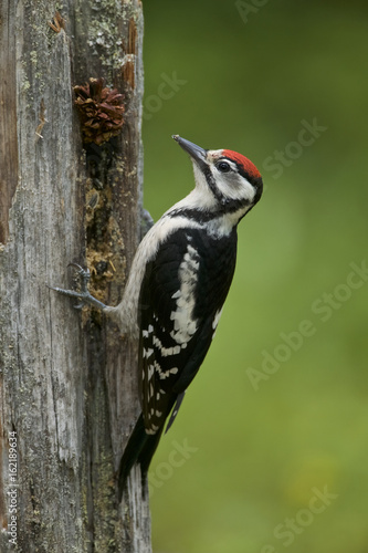 Great Spotted Woodpecker (Dendrocopos major), Finland
