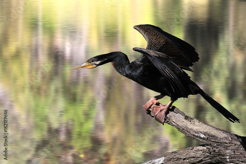 Australian darter/ Snakebird darter (Anhinga Novaehollandie)