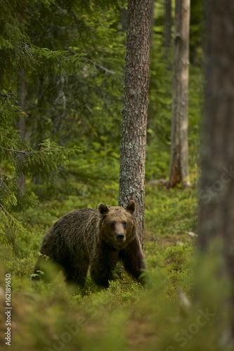 European Brown Bear (Ursus arctos) in Boreal forest, Taiga, Finland