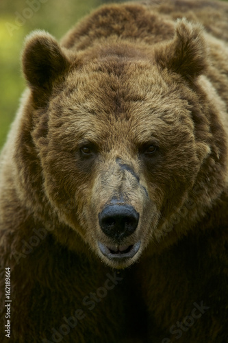 European Brown Bear (Ursus arctos) in Boreal forest, Taiga, Finland