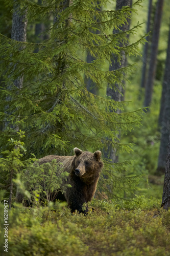 European Brown Bear (Ursus arctos) in Boreal forest, Taiga, Finland © Enrique