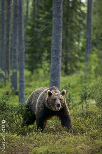 European Brown Bear (Ursus arctos) in Boreal forest, Taiga, Finland