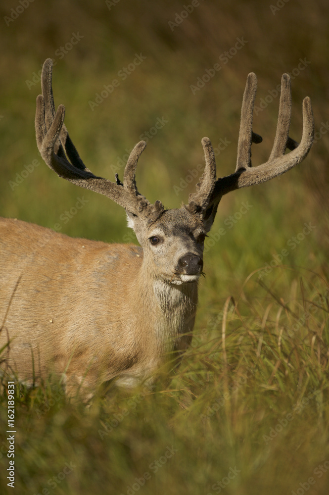 Black-tailed deer or california Mule Deer (Odocoileus hemionus), Male grazing in a meadow. Black-tailed deer or california Mule Deer (Odocoileus hemionus), Male grazing in a meadow.
