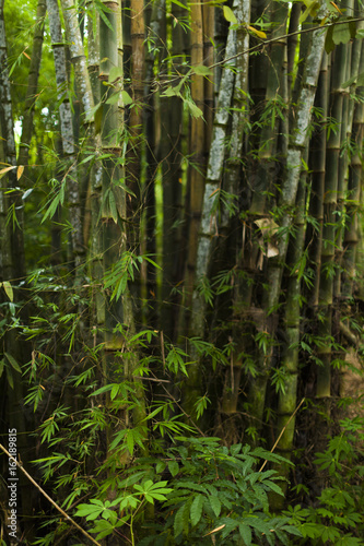 Dense bamboo forest