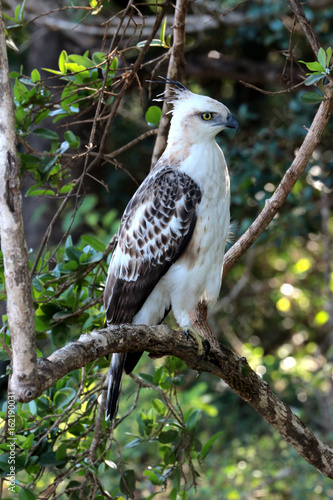 Crested Hawk-Eagle in Yala national park
 photo