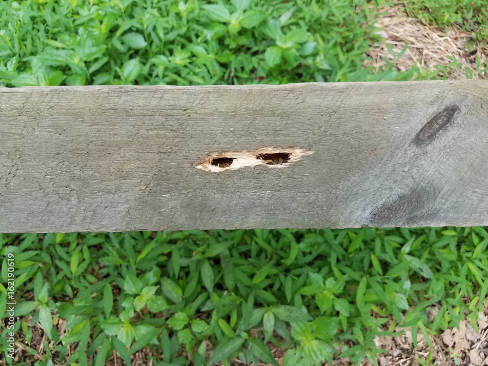 wood board with carpenter bee holes in it Stock Photo Adobe Stock