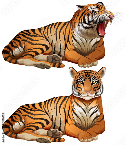 Wild tigers on white background photo