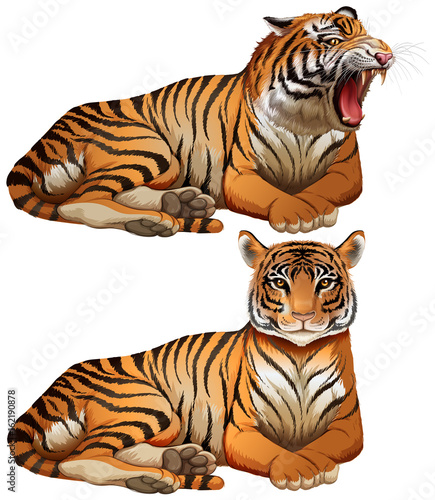 Wild tigers on white background