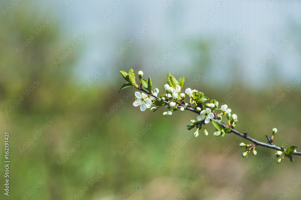 Blooming plum tree in the garden. Selective focus.