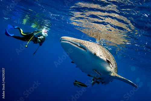 Surprised divers with whale sharks.
