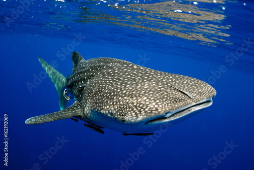 Obraz na plátně Giant sea whale shark..
