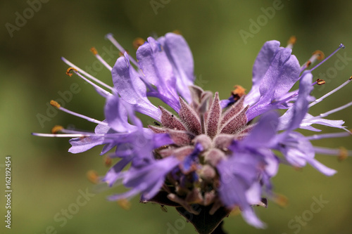 Macro Purple clusters of flowers on the Cleveland sage plant Salvia clevelandii photo