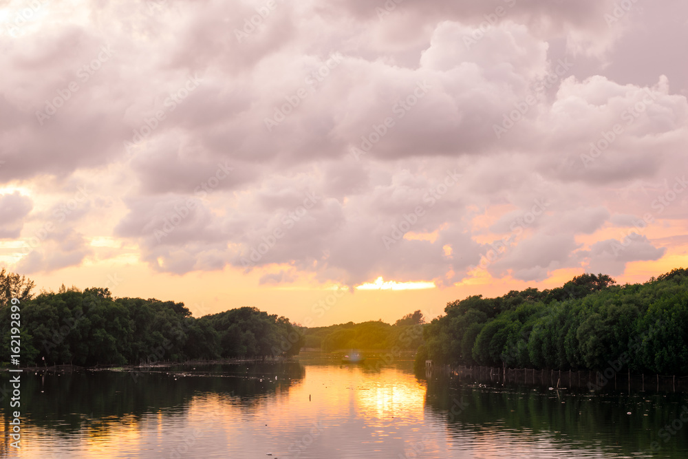 the mangrove forest at the river estuary in sunlight warm tone. Thailand