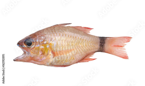 Ringtailed cardinalfish isolated on white, Apogon aureus