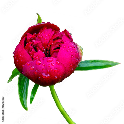 half openrd pink wet peony flower with water drops isolated on white background