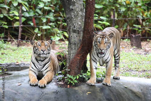  Two tigers in the area surrounded by electric wire.