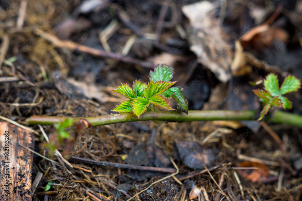 Branch of blackberry bush in the garden. Selective focus. Branch of blackberry bush in the garden. Selective focus.